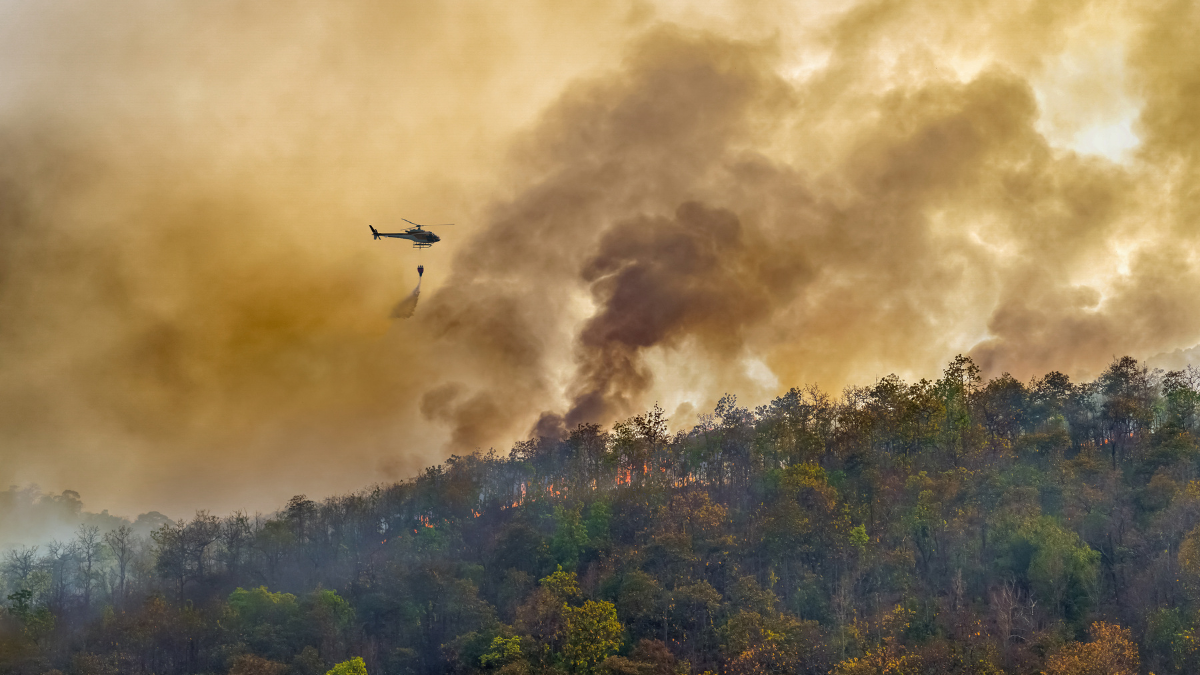 A helicopter flies over a forest fire to drop water over a blaze and trees